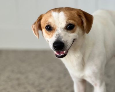 Kevin was rescued in Puerto Rico from a backyard breeder, where life was anything but kind. Now at 2 years old and 18 lbs, this sweet boy is getting his first real chance at a happy life. Kevin can be shy at first and will need some time to decompress in a calm, patient home but he is trying so hard to trust. Once he knows he s safe, his soft spirit really shines. He is fully vetted, neutered, ...