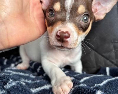 Chihuahua Puppies - Chihuahua Female Dog for Adoption