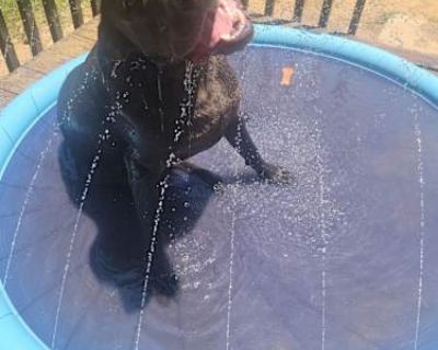 Max - Labrador Retriever Male Dog for Adoption