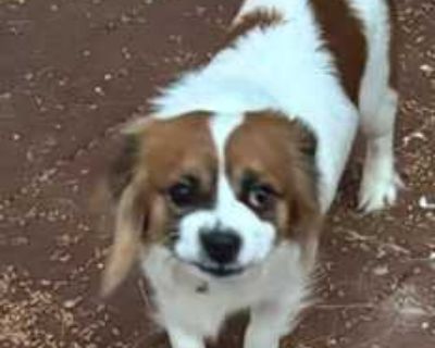 Max - Shih Poo/Mutt Mix Male Puppy for Adoption
