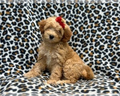 Twist - Goldendoodle (Miniature) Female Puppy for Sale