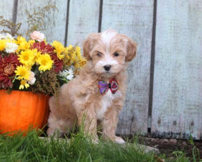 Helen - 8 Weeks Female Maltipoo Puppy for Sale