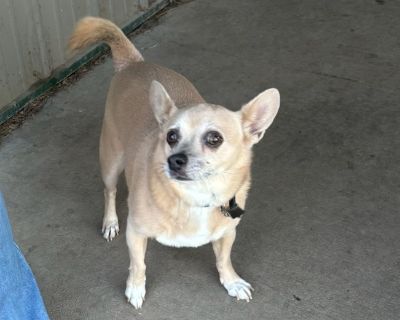 Riley - Chihuahua Mix Male Dog for Adoption