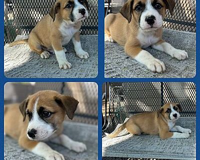 Chachi - Labrador Retriever/Blue Heeler Mix Male Puppy for Adoption