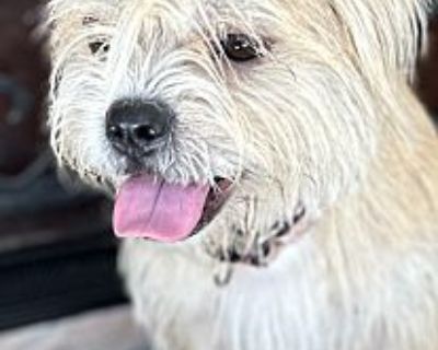 Broom - Lhasa Apso/Norfolk Terrier Mix Female Dog for Adoption