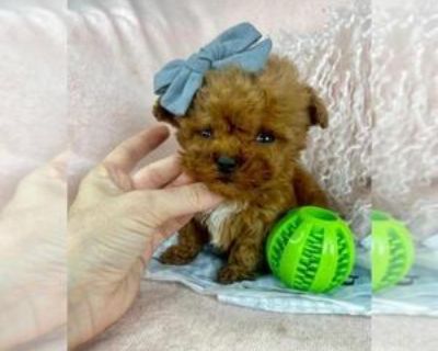 8 Weeks Old * Size at Maturity: Small * Availability Date: 11/13/2025 * Shipping Area: Nationwide * Payment Method: Paypal, Credit Cards, Cash *. .DogBoutiqueStore Be sure to visit my website t see super cute and tiny breeds. Puppies from $650 and up Super cute puppies call me I can try to work with your budget (954)-270-3284 .DogBoutiqueStore.COM we ship anywhere in the world. I started to hou...