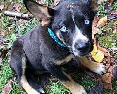 Bluey - Terrier (Unknown Type, Medium)/Australian Kelpie Mix Female Puppy for Adoption