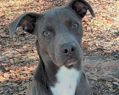 Flint - Labrador Retriever/Pit Bull Terrier Mix Male Puppy for Adoption