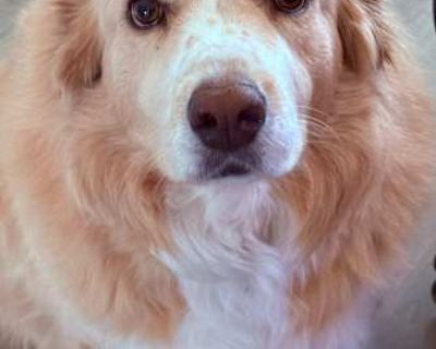 Lacey - Great Pyrenees/Golden Retriever Mix Female Dog for Adoption