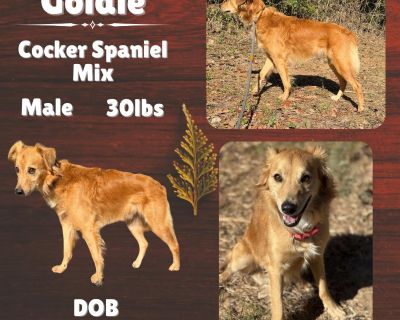 Goldie is an approximately 30-35lb sweetheart looking for a second chance after his owner passed away. He prefers to be where the people are and can be a bit of a brat in his crate. He will shred his bed and flip his water bucket to where he has to be let out. He would do best in a home where he can have a stay-at-home person due to his anxiety when left alone. He is very sweet with people and ...