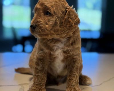 The Seller provides a 1-Year health guarantee. The Seller guarantees this puppy to be in good health at the time of sale. The Seller will provide a health record of all shots, worming, and a veterinarian exam. The Buyer agrees to take this puppy to a licensed veterinarian of their choice within 10 business days. Failure to have the puppy examined by a Vet within 10 days of the puppy s delivered...