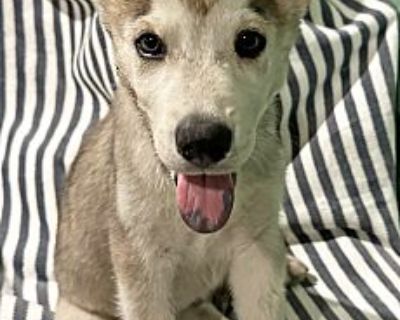 Popo - Husky/German Shepherd Dog Mix Male Puppy for Adoption