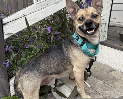 Chestnut - Chihuahua Mix Male Dog for Adoption