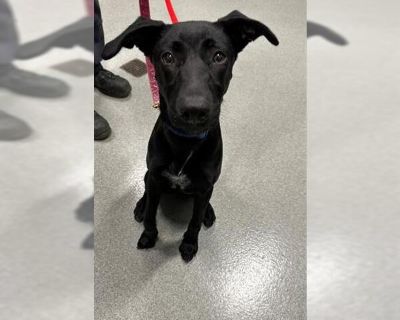 MAYA - Labrador Retriever Mix Female Puppy for Adoption