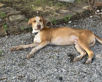 Paco - Australian Cattle Dog / Blue Heeler Male Dog for Adoption