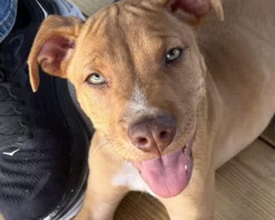 Hash Brown - American Pit Bull Terrier Male Dog for Adoption