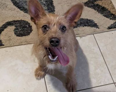 Lady - Jack Russell Terrier Female Dog for Adoption
