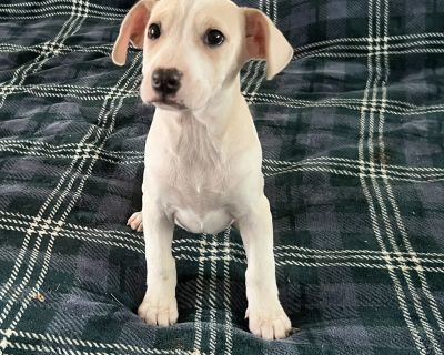 Glinda - Bull Terrier & Chihuahua Mix Female Puppy for Adoption