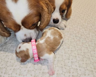 1 Male and 3 Female Cavalier King Charles Spaniel Puppies for Sale