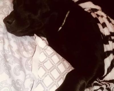 11 month Female Black lab husky mix