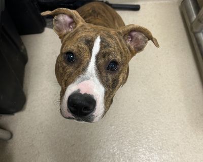 Primary Color: Brown Brindle. Health Vaccinations up to date.. Adult Male Medium