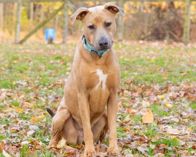 Adult. Tan/yellow/fawn. Microchipped. Vaccinated. This friend has just arrived to us on transport from a high-intake shelter partner! When our friends are new to us, we are often unsure of their full background. Our staff will spend some time getting to know them and update their bio with more information as we learn. They are pending interactions with animals until they have been cleared by ou...