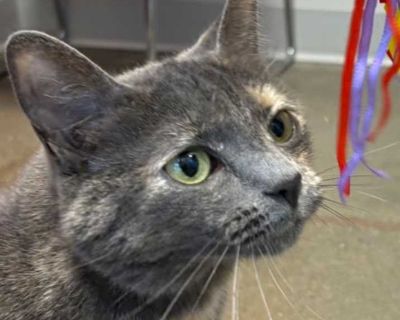 Pippa - Domestic Shorthair Female Cat for Adoption