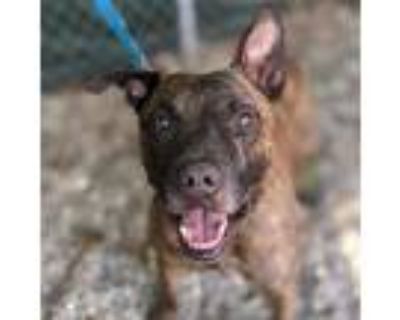 Adopt Apollo Bel a Brindle Mixed Breed (Medium) / Mixed dog in West Olive