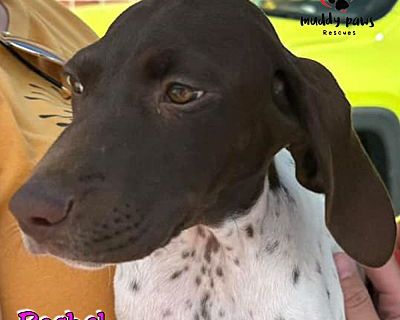 Back to School Litter: Rachel (Courtesy Post) - German Shorthaired Pointer Female Puppy for Adoption