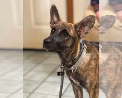 Baby * Location Alexander, AR, 72002 USA USA *. Dog Breed: German Shepherd Dog / Labrador Retriever / Mixed. PLEASE NOTE! Unless stated otherwise, our dogs and puppies are located in Arkansas, and transported to the north/northeast once adopted. We do occasionally have dogs/puppies placed in foster homes in the north/northeast. In the cases where the pet is somewhere other than Arkansas, it wil...