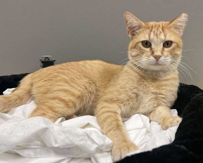 Adult. Orange or red tabby. Hair: short. This stunning creature is Linus. We re guessing he s around 2-3 years old. Estimated DOB 6/8/2023. He is a very sweet boy. He does come off as a little shy, so we think he d do best in a quiet home where there aren t young kids running around all the time. He s a boy who appreciates the slower pace of life! Fill out an application on our website https://...
