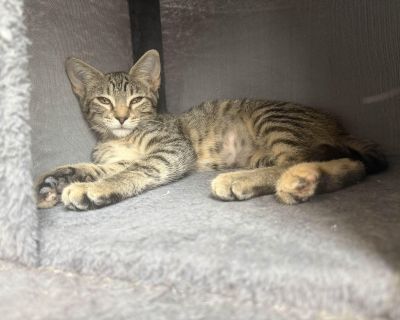 Crystal - Tabby & Domestic Short Hair Mix Female Cat for Adoption