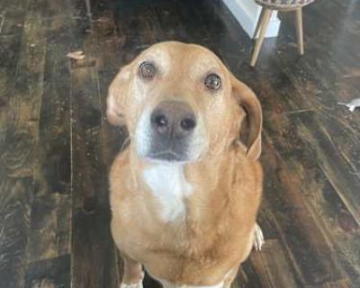 Rigby - Hound (Unknown Type)/Golden Retriever Mix Male Dog for Adoption