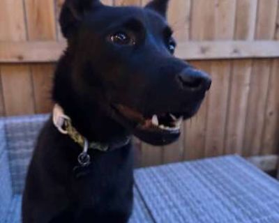Apollo - Samoyed/Labrador Retriever Mix Male Puppy for Adoption