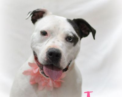 Tana - Pit Bull Terrier Mix Female Puppy for Adoption