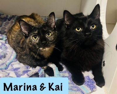 This cute and friendly brother and sister duo are looking for a home together or separate. They are happy and social kittens that would do well with gentle children, other cats and potentially a dog. Marina is the tortie and Kai is the black long hair. They are 5 months old, spayed/neutered, FeLV/FIV negative and vaccinated. Indoor home(s) only, call or text Lindsay for more info 586-713-5407.....