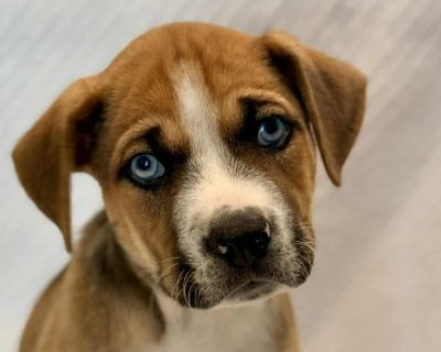 Melvin AG - Boxer & Shepherd Mix Male Puppy for Adoption