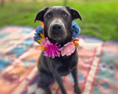Shelby - Labrador Retriever Female Dog for Adoption