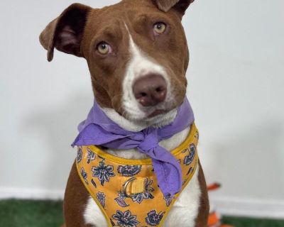 Exciting News: This adorable pup will be at an adoption event near you! Check our website: https://AmazingDogsRescue.org/dogs/ Or call 888.508.8943 (Monday to Sunday, 8 AM to 8 PM).. Out-of-town pets are cared for by non-local organizations who can make arrangements for the pet to be transported to your area. Learn More. Young Female Medium Brown / Chocolate , White / Cream