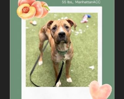 PEACH COBBLER - Female Puppy Black Mouth Cur mix for Adoption
