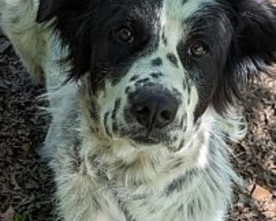 Mika - Great Pyrenees Female Dog for Adoption