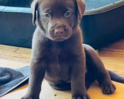 3 Male and 2 Female Labrador Retriever Puppies for Sale