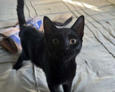 Young. Black (all). Hair: short. Microchipped. You can fill out an adoption application online on our official website. At just three months old, Spork is already proving that he s not your average utensil. This little black kitten is bursting with personality, sweet as sugar, playful as can be, and always ready to melt your heart. Recently neutered, microchipped, and tested negative for FeLV a...