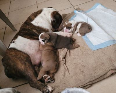 Rehoming puppies english bulldogs puppies