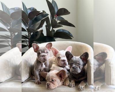 Litter of 4 - French Bulldog Male Puppy for Sale