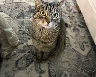 We rescued Olive and her brother Pimento in late 2021 as kittens. Since then my husband and I have had 2 children. My newborn seems to have an allergy to the cats (breaks out in hives) and we have made the difficult decision to rehome them. Olive has been with her brother Pimento since birth. We would like to ask that whoever adopts her, also adopt her brother. But we would be willing to separa...