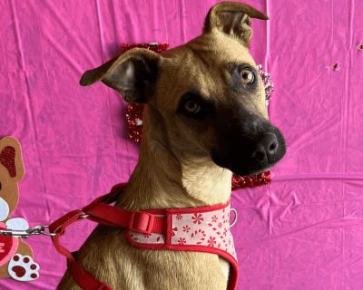 Roxie - Black Mouth Cur & Whippet Mix Female Puppy for Adoption