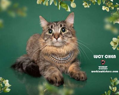 LUCY CHEN - Maine Coon Female Cat for Adoption