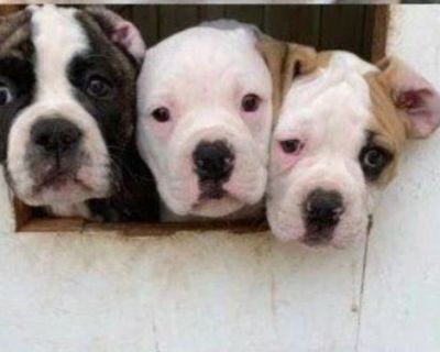 NKC American Bulldog Puppies; Johnson Bloodlines; Loving, Loyal, and Protective