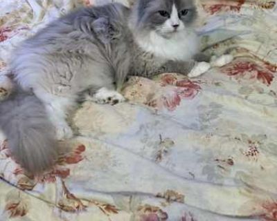PIXIE - Siamese Female Cat for Adoption